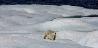 El calentamiento global reduce la población de osos polares