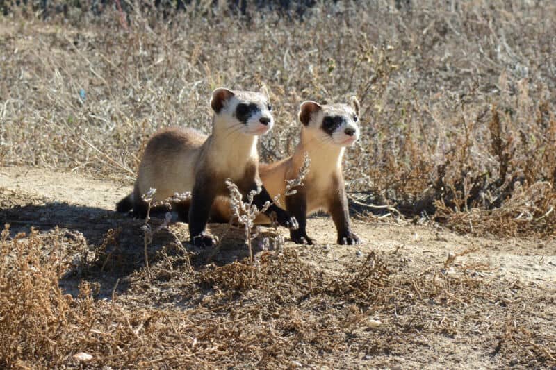 USFWS-ferrets1-800×533-1