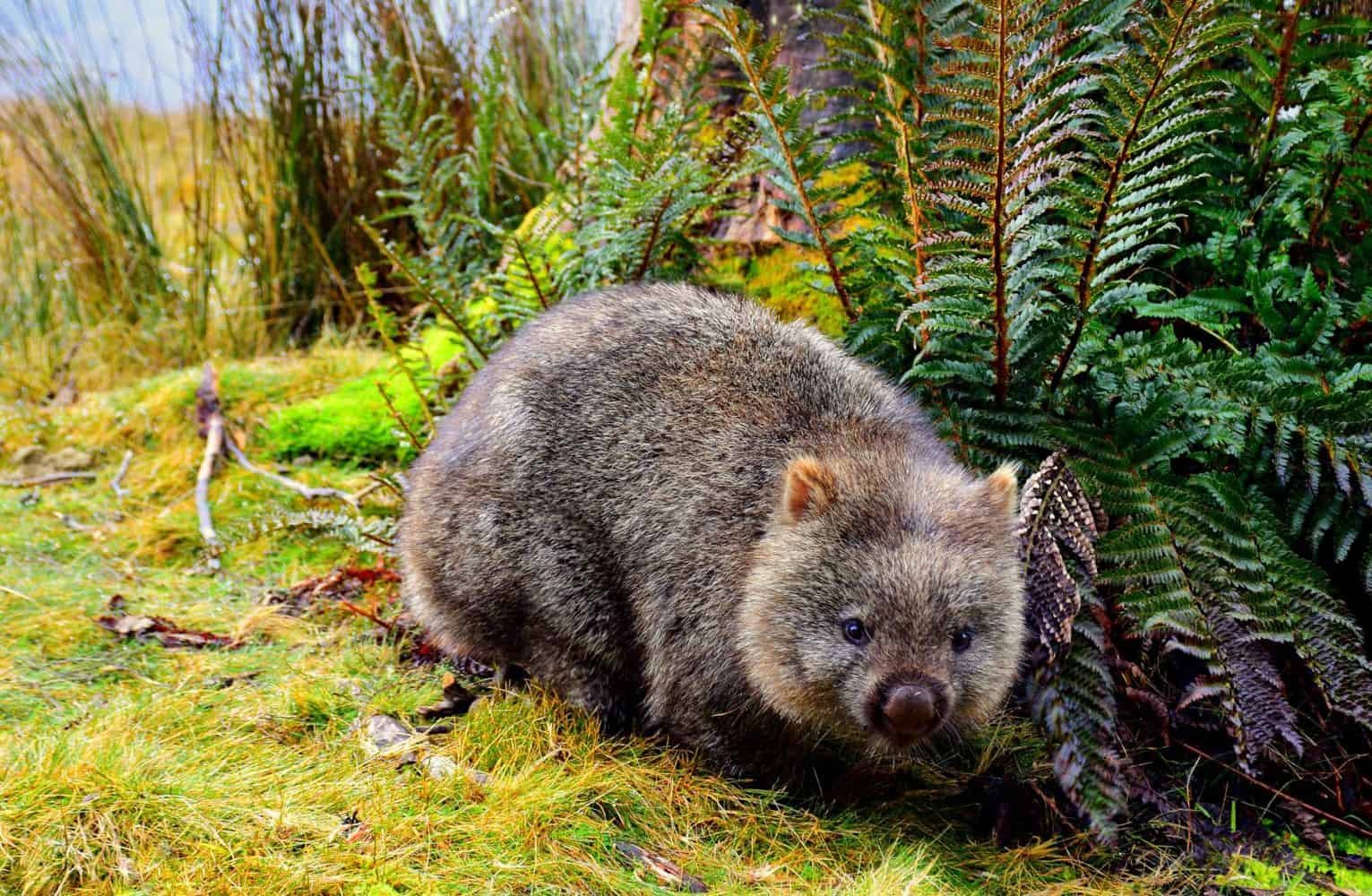 wombat-poop-is-a-cube