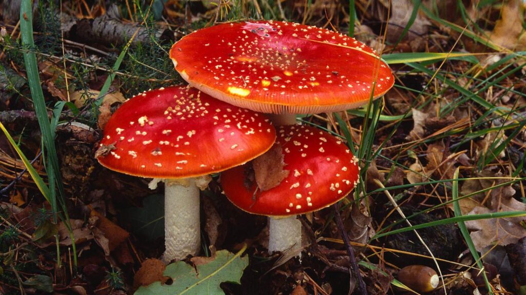 Colfungi