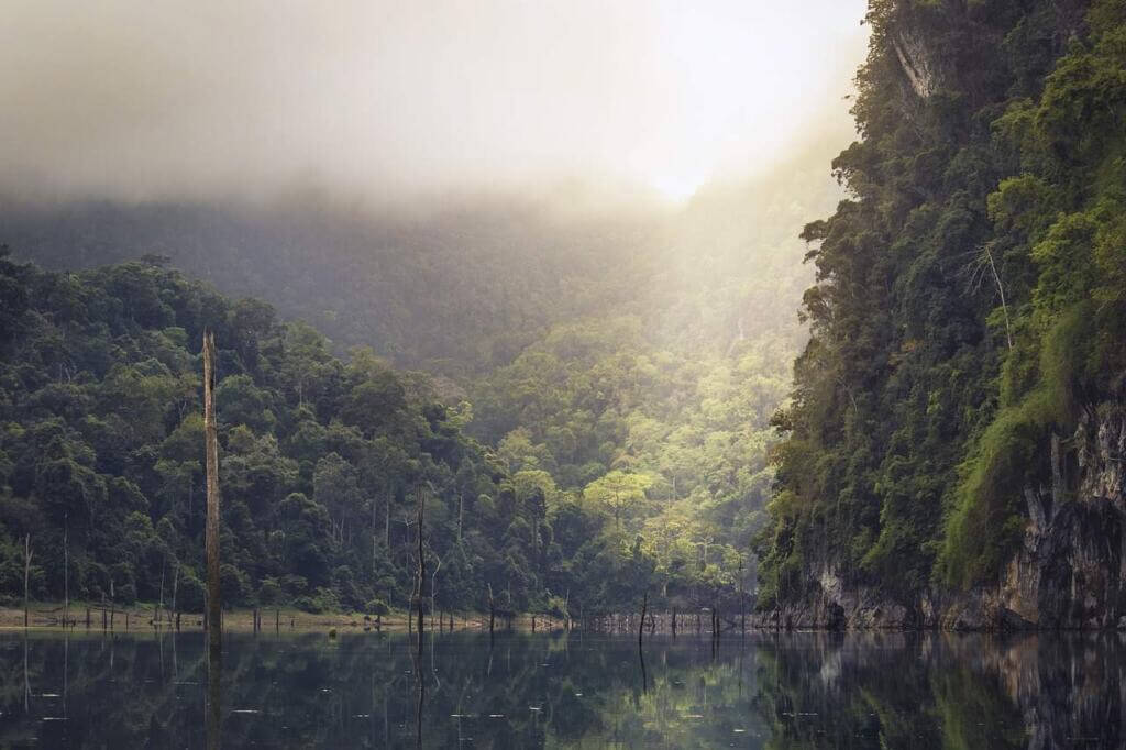 Selva trópical