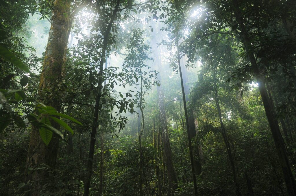 jungla