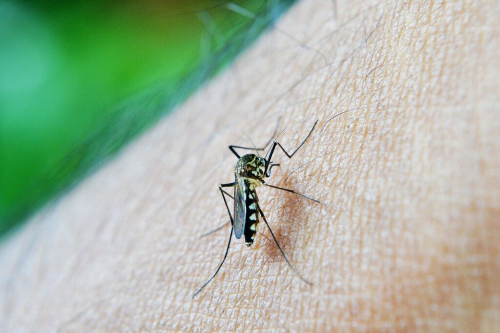 mosquito malaria