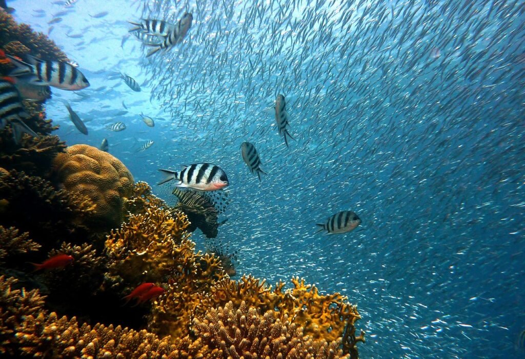 arrecife coral