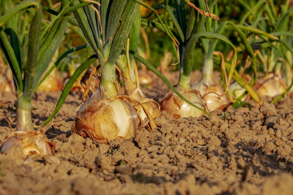 cebolla 1 2 3