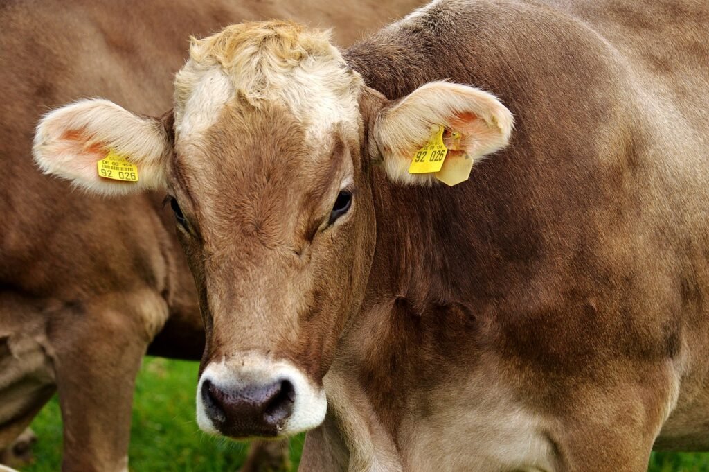 vacas contaminación insdustria alimentaria 1