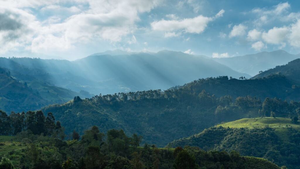 Bosque-Colombia