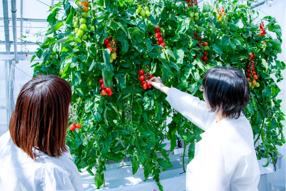 Sanatech Seed tomates
