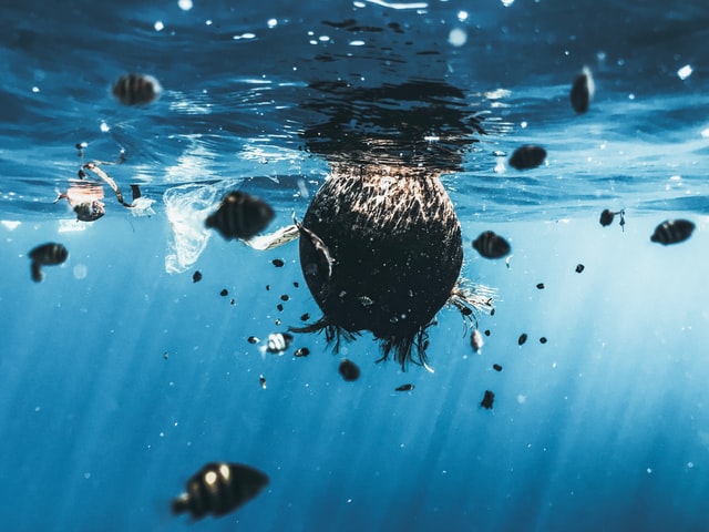 Ciencia-islas-plastico-animales-colonizacion