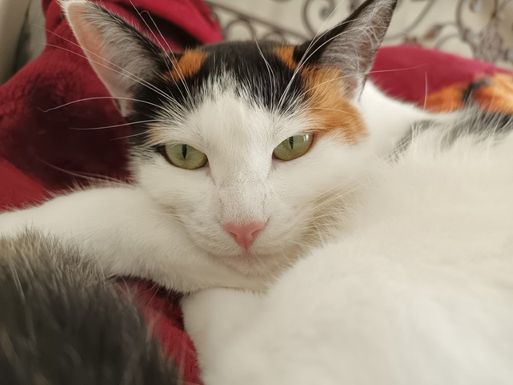 infinix note 11 pro camera test