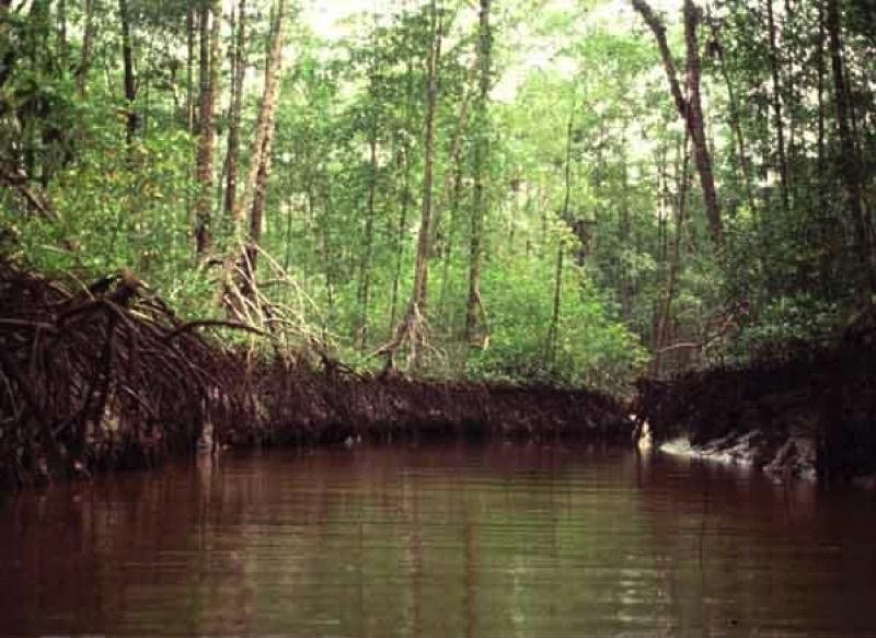 Isla Ají ICESI Biblioteca Jorge Garcés Barrero
