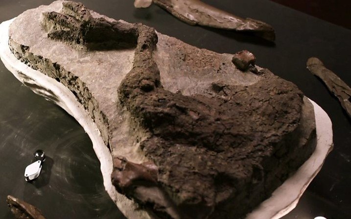 pierna dinosaurio tanis