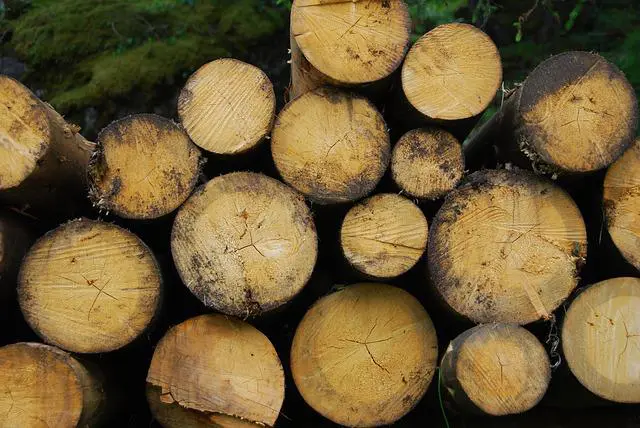 Biomasa forestal