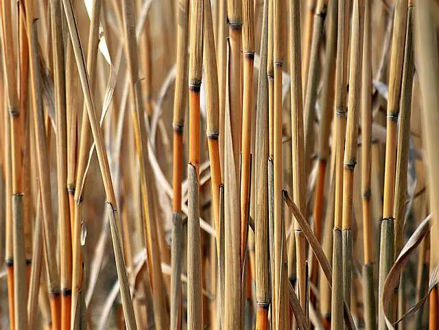 cultivo de caña