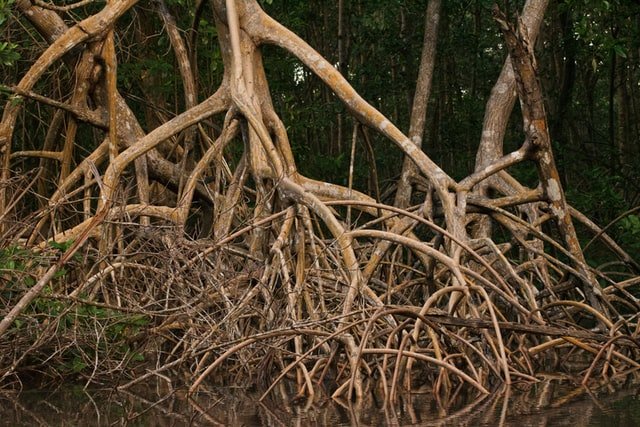 Raíces de manglar