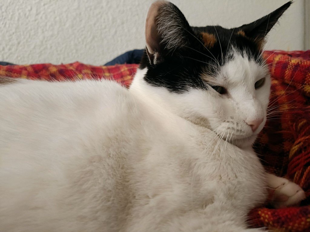 oppo reno 7 camara test
