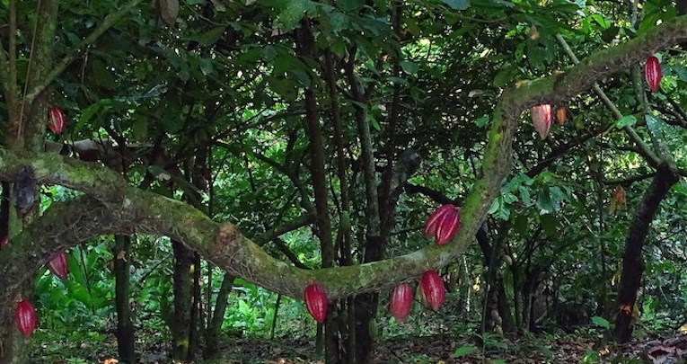 Arbol de Cacao. Foto: barloventomagico en Flickr.
