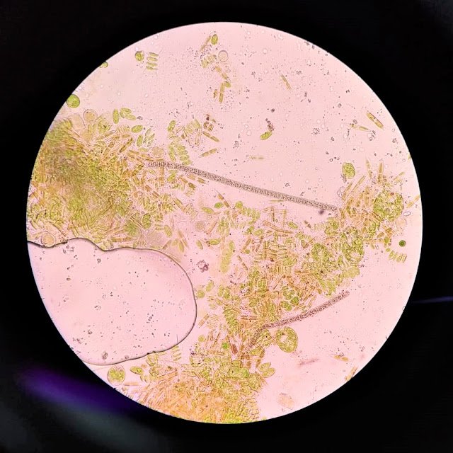 Microalgas2