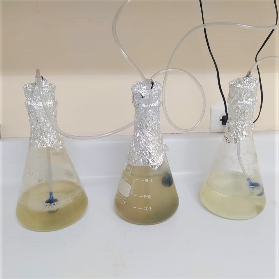microalga3