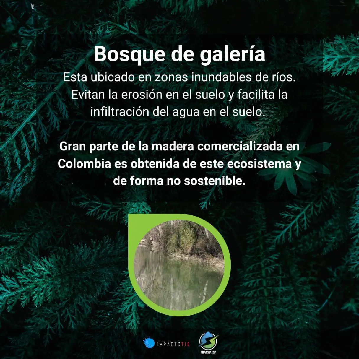 Bosque de galería