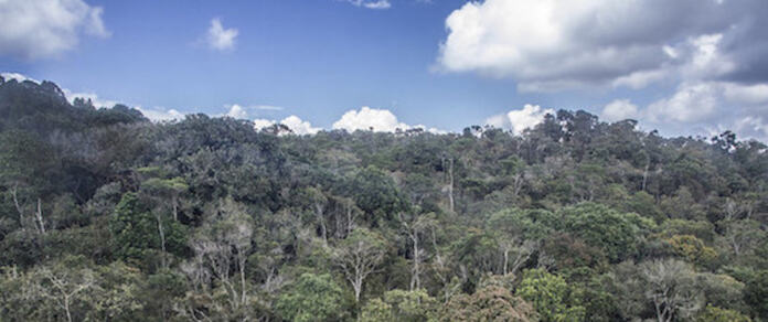 Bosques de Colombia