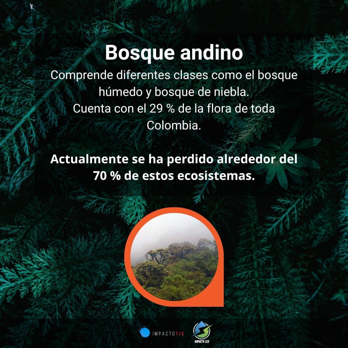 Bosque andino