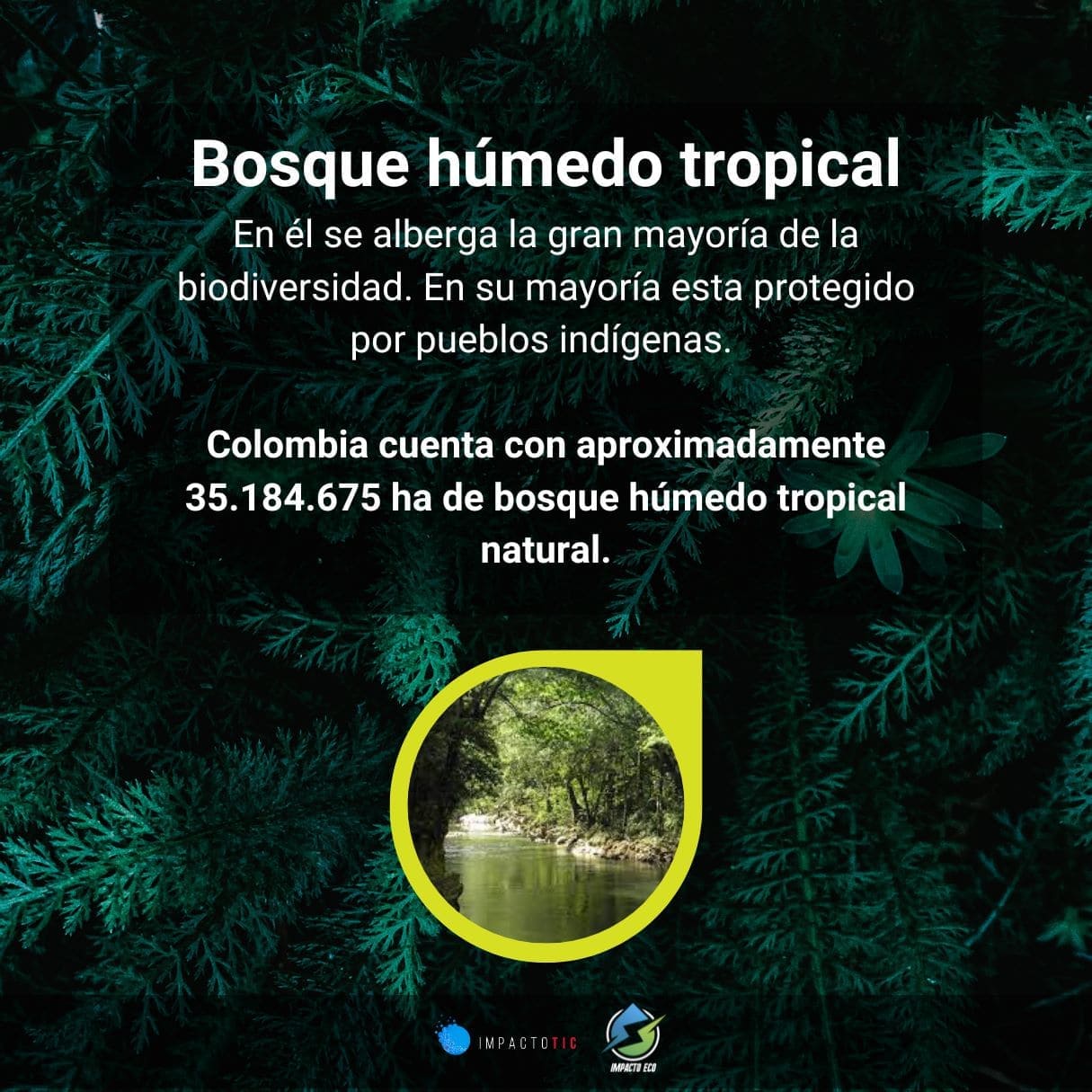 bosque humedo tropical