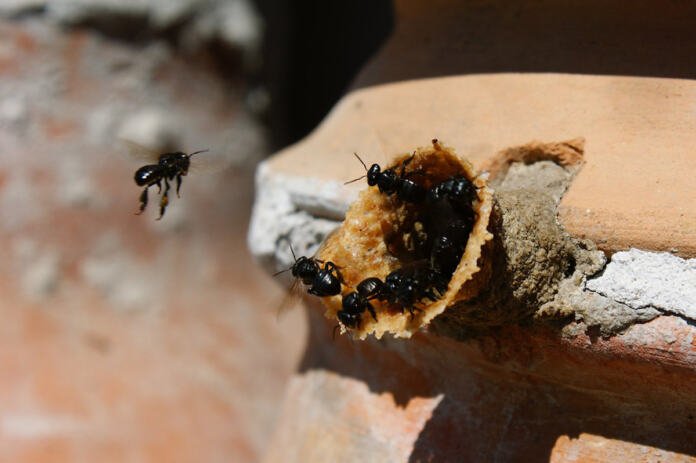 Día Mundial de las Abejas Día Mundial de las Abejas