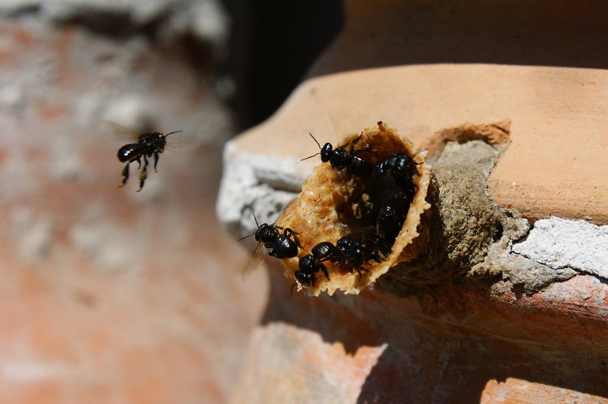 Día Mundial de las Abejas