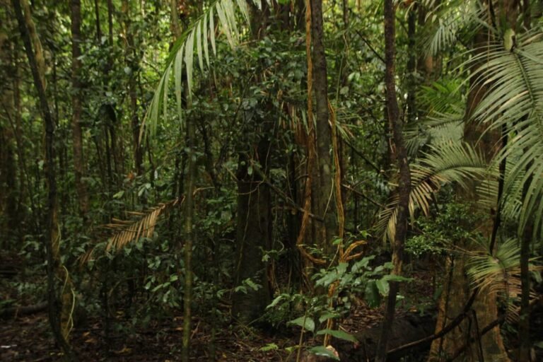 10 proyectos que transforman la Amazonía